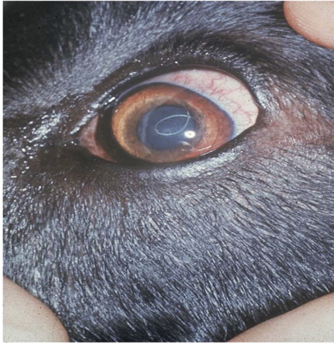 <p>Heartworm in the eye of a dog <br>Aberrant or accidental parasite?</p>