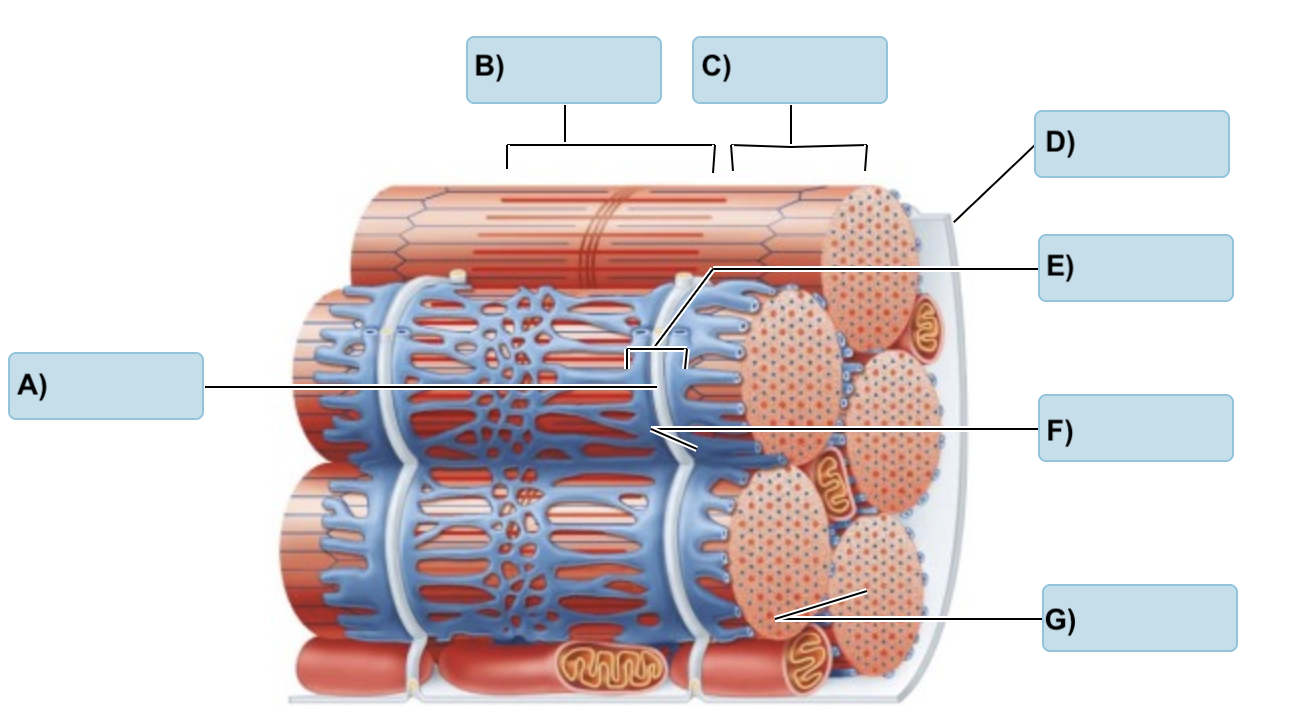<p>Label the following: </p><p></p><p>(T Tubule, Myofibrils, I Band, Triad, Sarcolemma, A band, terminal cisterns) </p>