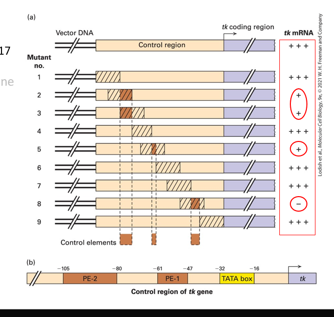<p>What do these tests indicate?</p>