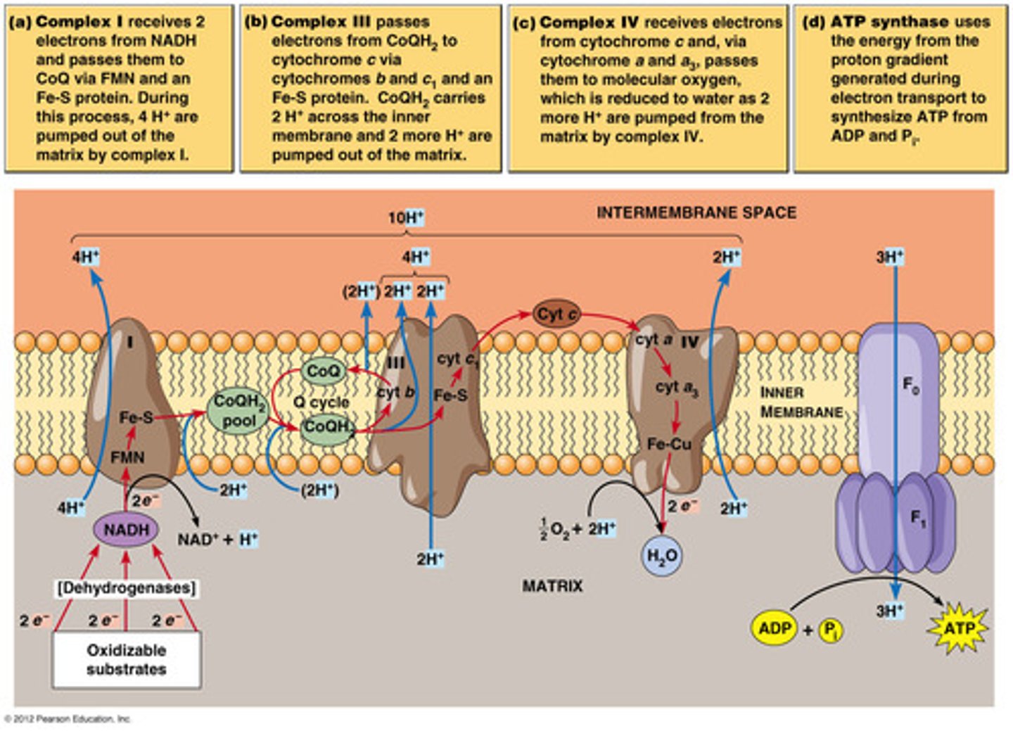 <p>(B) Coenzyme Q, Cytochrome C</p><p>The electrons from Complexes I and II are transferred to Coenzyme Q, which are later transfered to Cytochrome C.</p><p>Note that Coenzyme Q is synonymous with Ubiquinone.</p>