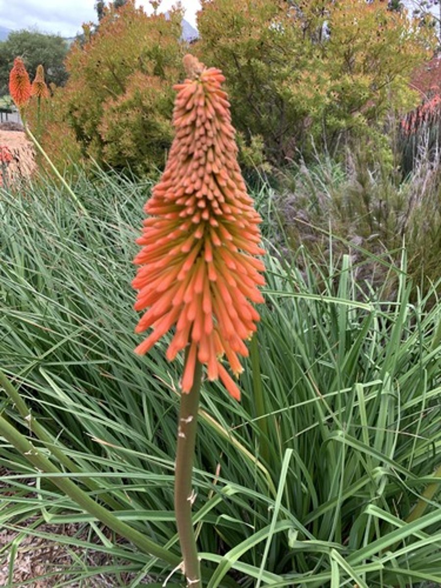 <p>Bright orange tubular flower structure(cone like) different colored cultivars, long flower stem, long dark green blades with defined sharp mid vein, V's and can fold in half</p>