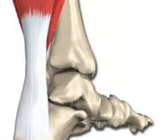 "calcaneal tendon"
