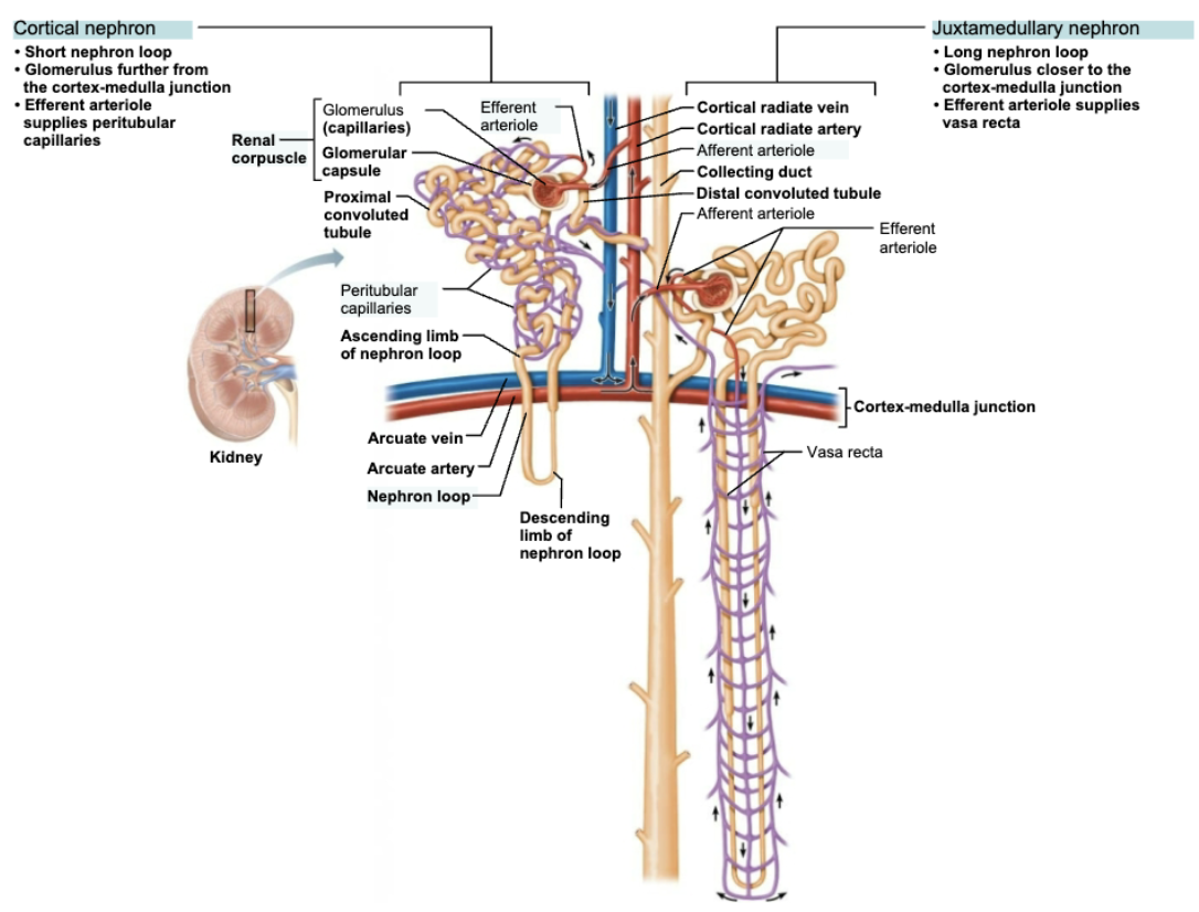 <ol><li><p><strong>Glomerulus</strong></p></li><li><p><strong>Vasa recta </strong></p></li></ol><p></p>