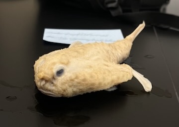 <p>Batfishes</p>