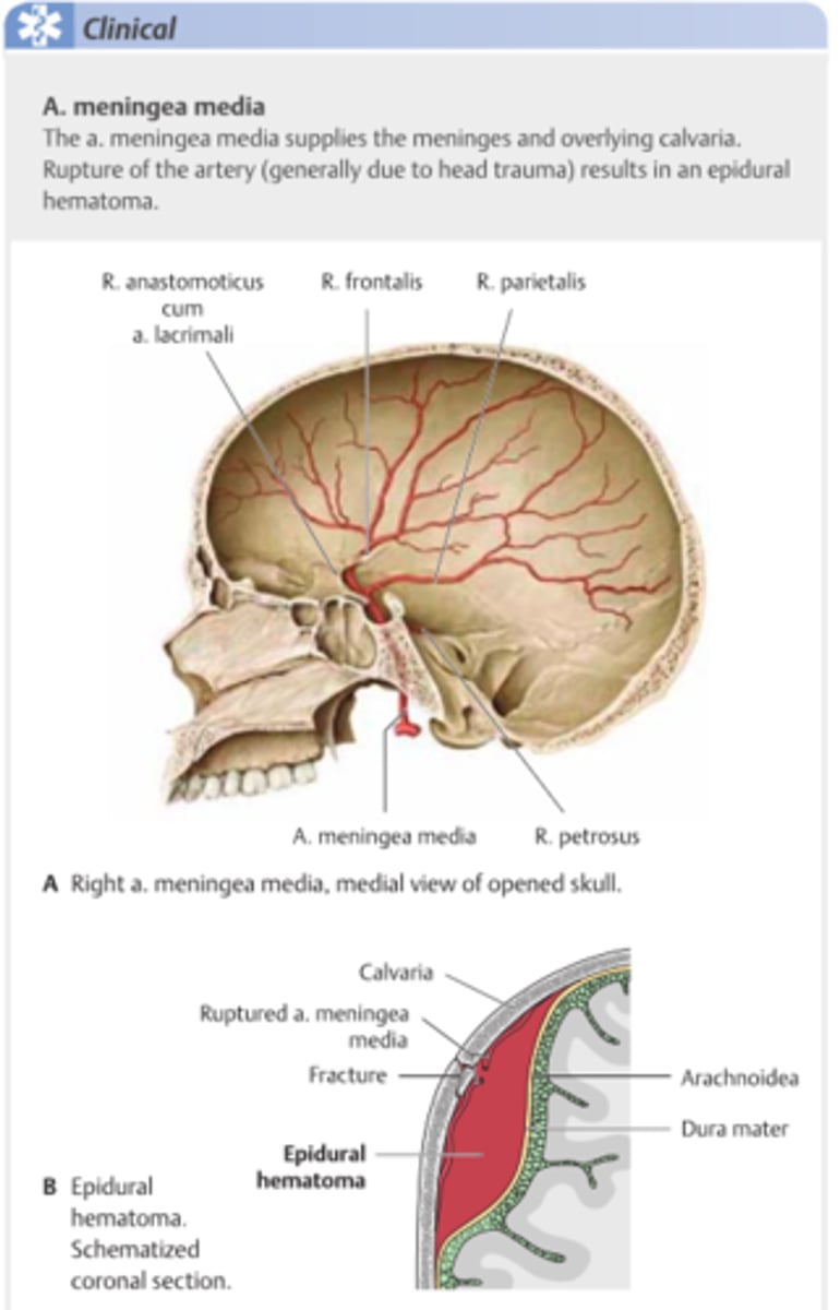 <p>Är de perifiera artärer som ligger interkranialt mellan hjärnan och kraniet. Man kan ser hur de lämnar spår på kraniet.</p>
