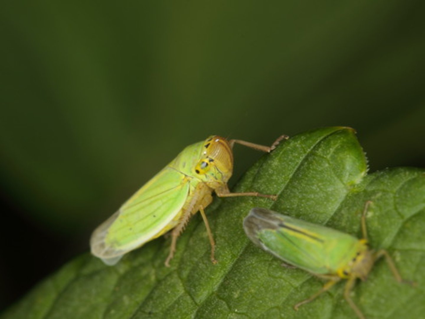 <p>True bug.</p>