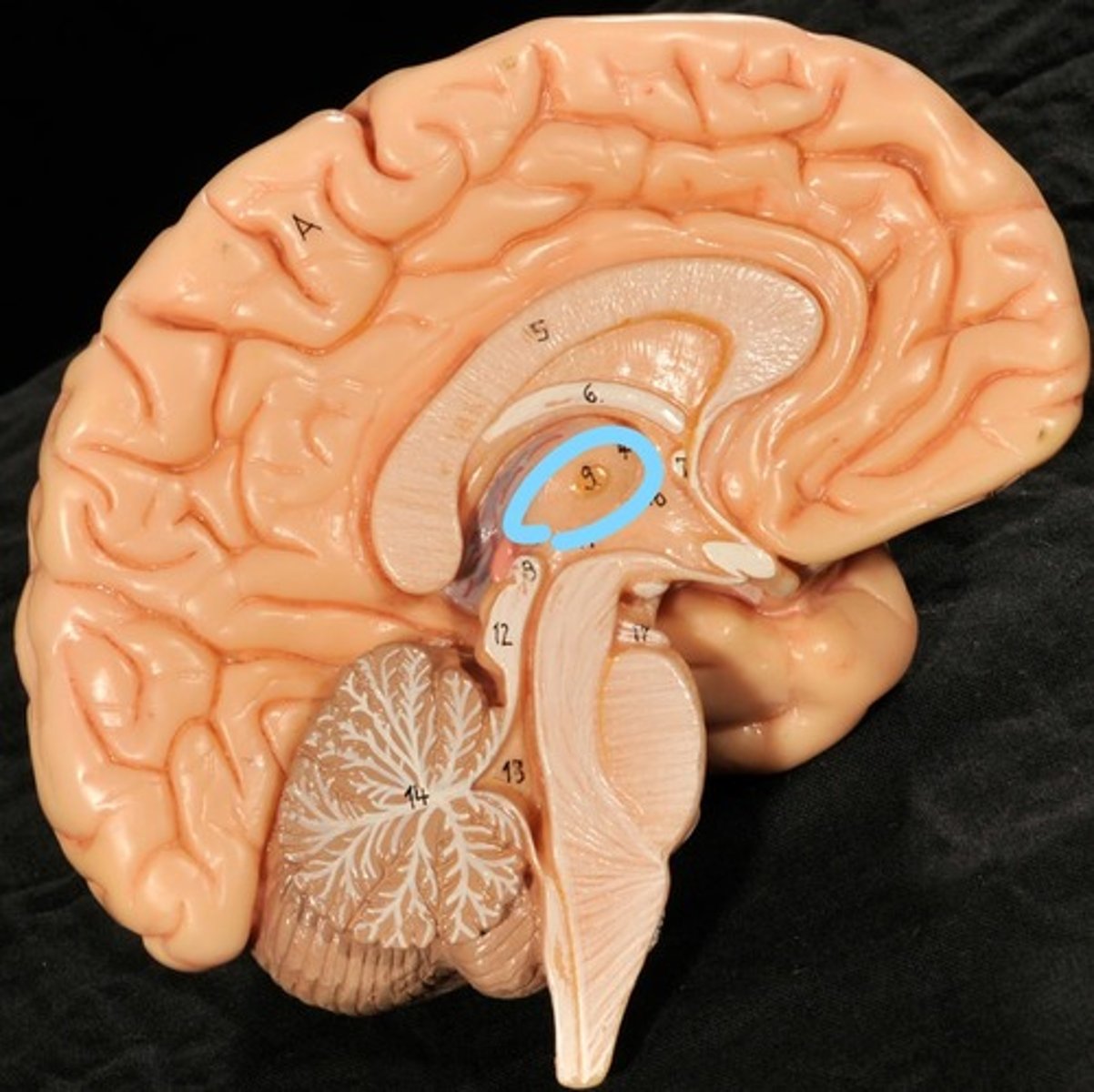 knowt flashcard image