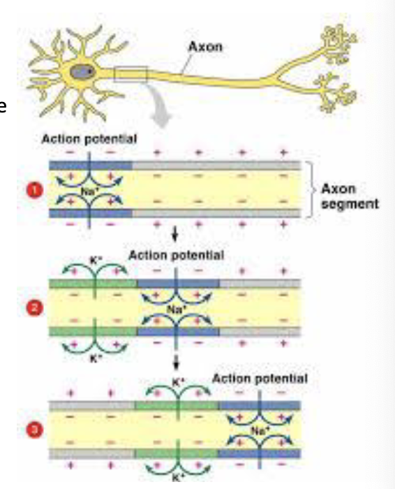 <p>describe how action potentials are conducted along an axon.</p>