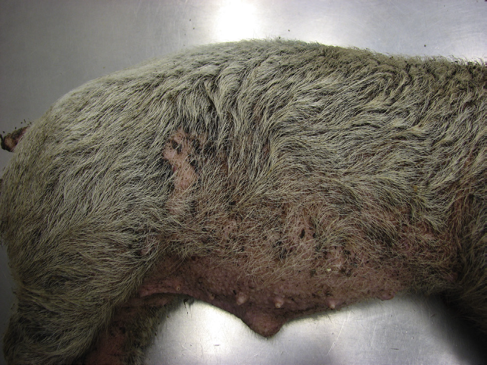 <p>Classic picture of what skin disease?</p>