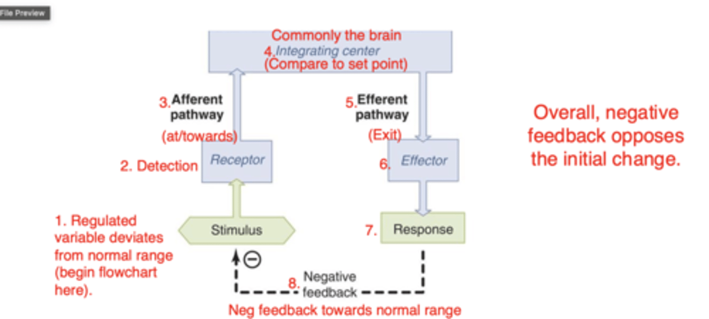 <p>negative feedback</p>