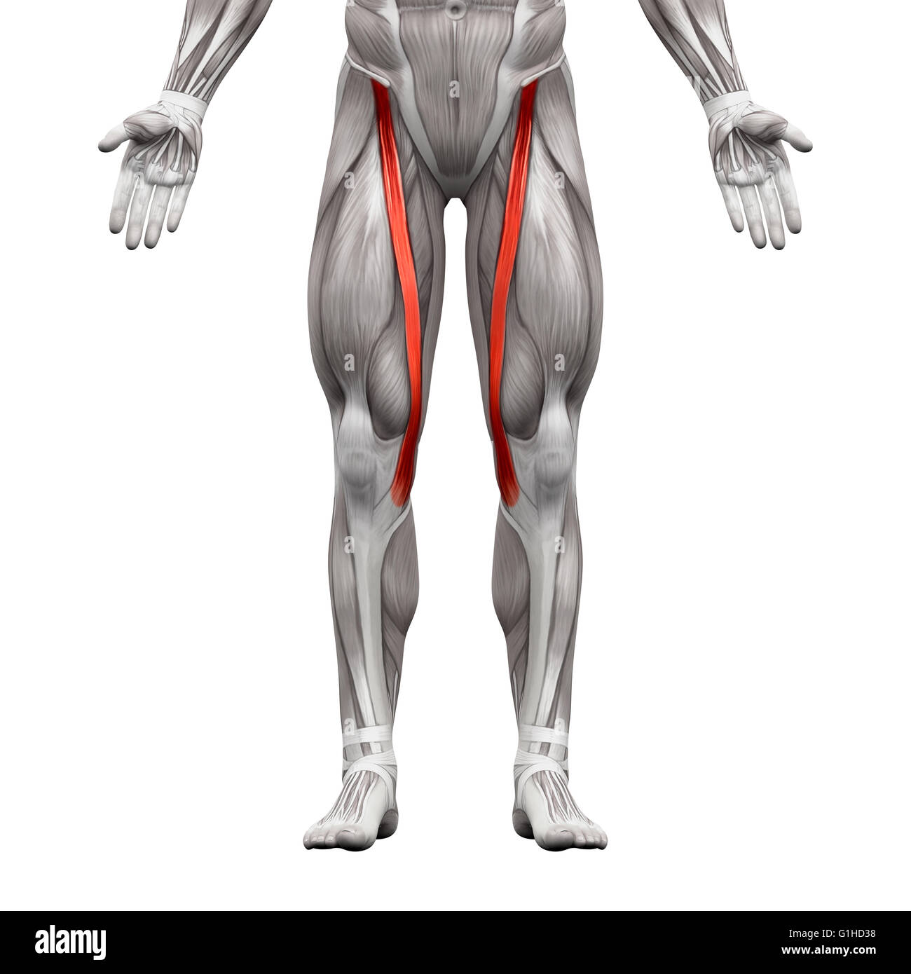 <p><span>Flexes, abducts, and laterally rotates thigh; flexes knee (tailor's muscle).</span></p>