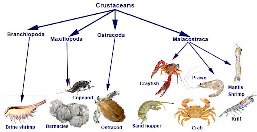 <p>Crustacea</p>