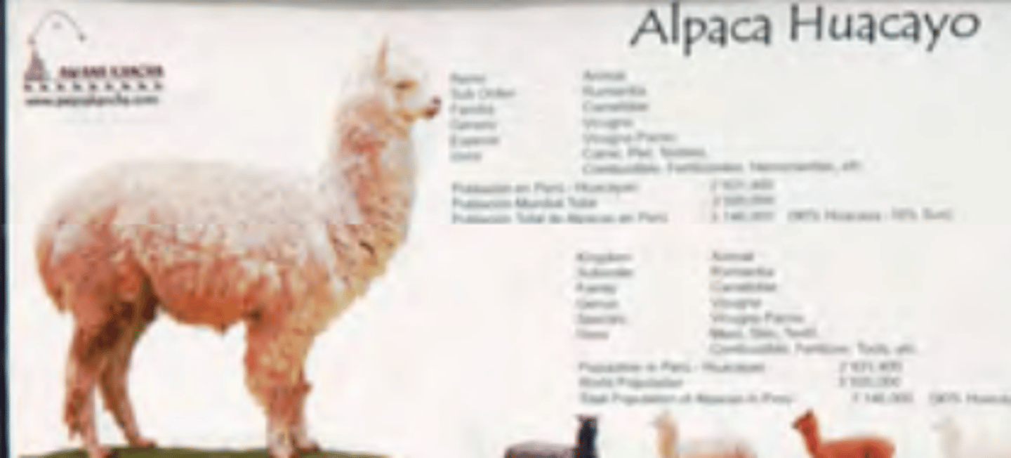 <p>"Wooly" coat (not actually wool), Recessive</p>