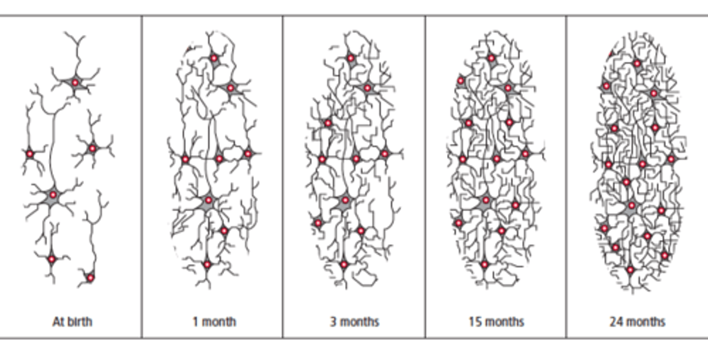<p>As we age, rarely used connections are deleted and frequently used connections are strengthened.</p>