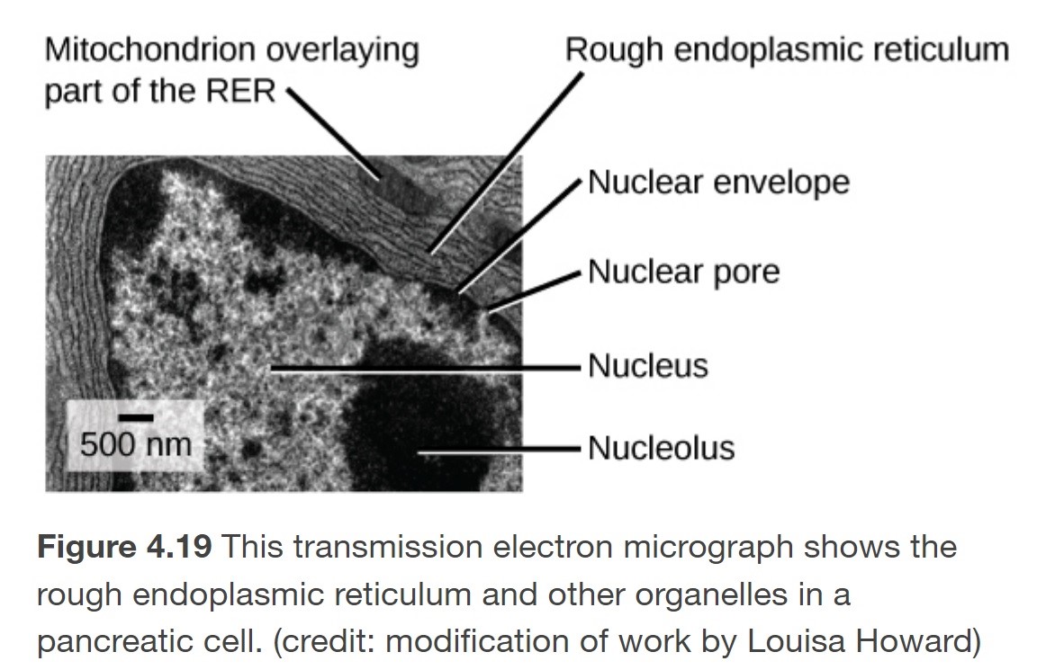 <p>A series of interconnected membranous sacs and tubules that modify proteins and synthesize lipids</p>