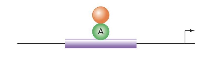 <p>repressor binds to activator and prevents it from functioning (does NOT bind directly to dna like indirect repressors that act through competition) </p>