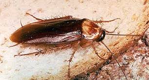 <p>Flattened bodies, long antennae, fast runners; scavengers.</p>