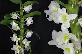 <p>Dendrobium Orchid</p>