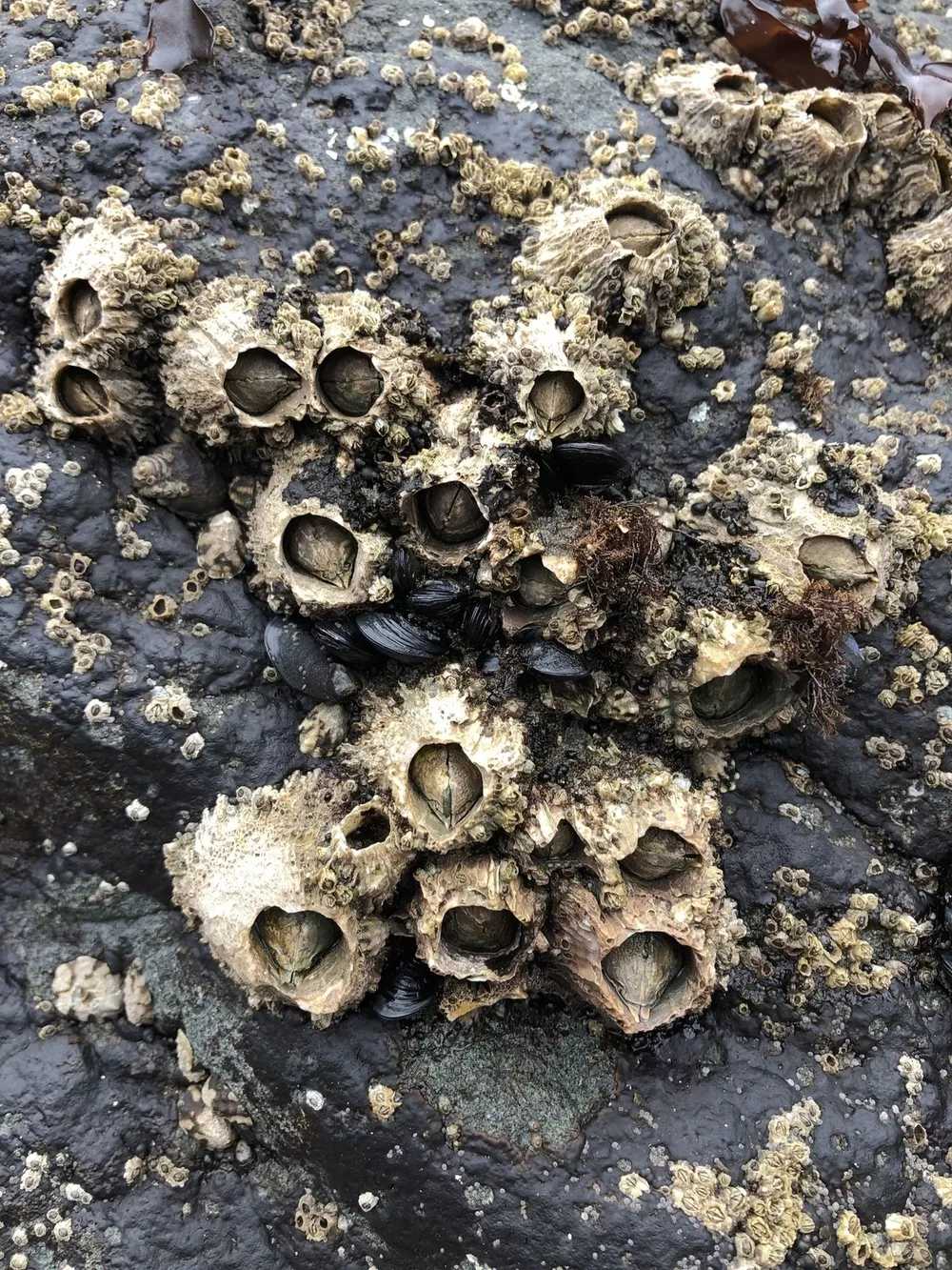 <p>Identify (Grouping(s), Phylum, Subphylum, Class)</p>