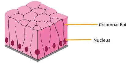 <p>where is Pseudostratified columnar epithelium found?</p>