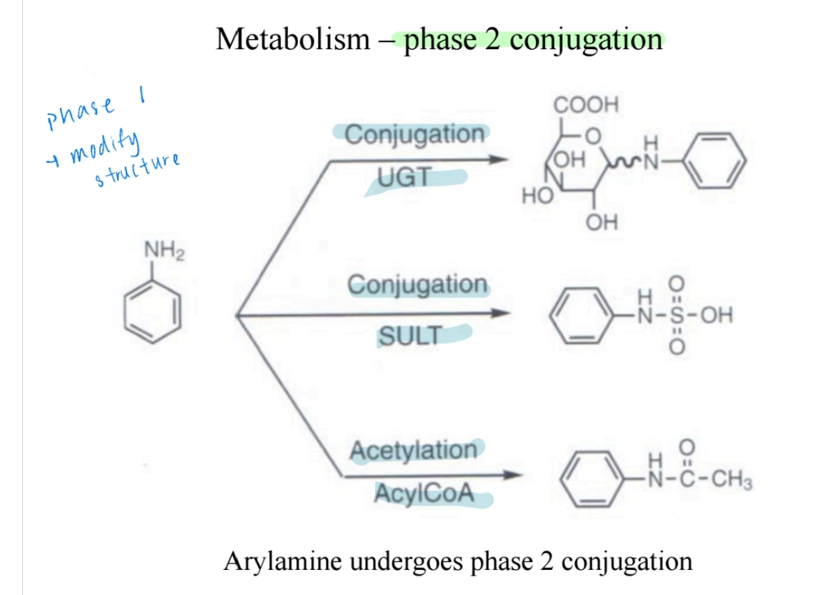 <p>- Secondary and tertiary amines undergo dealkylation in metabolism.</p><p>- Oxidation converts amines into N-oxides or nitroso compounds.</p>