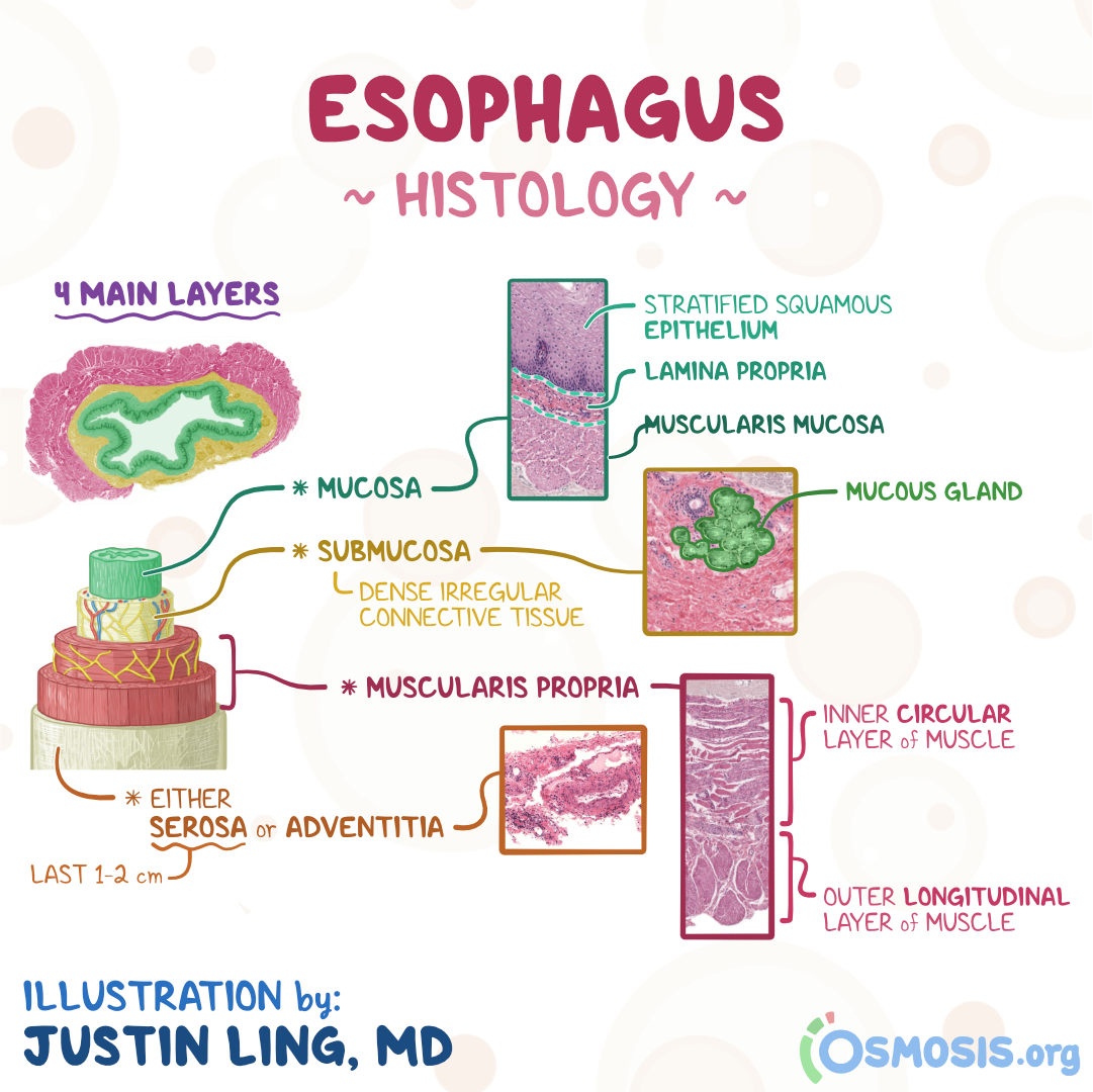 <p>The inner circular muscle layers, to prevent damaging the submucosal blood supply.</p>