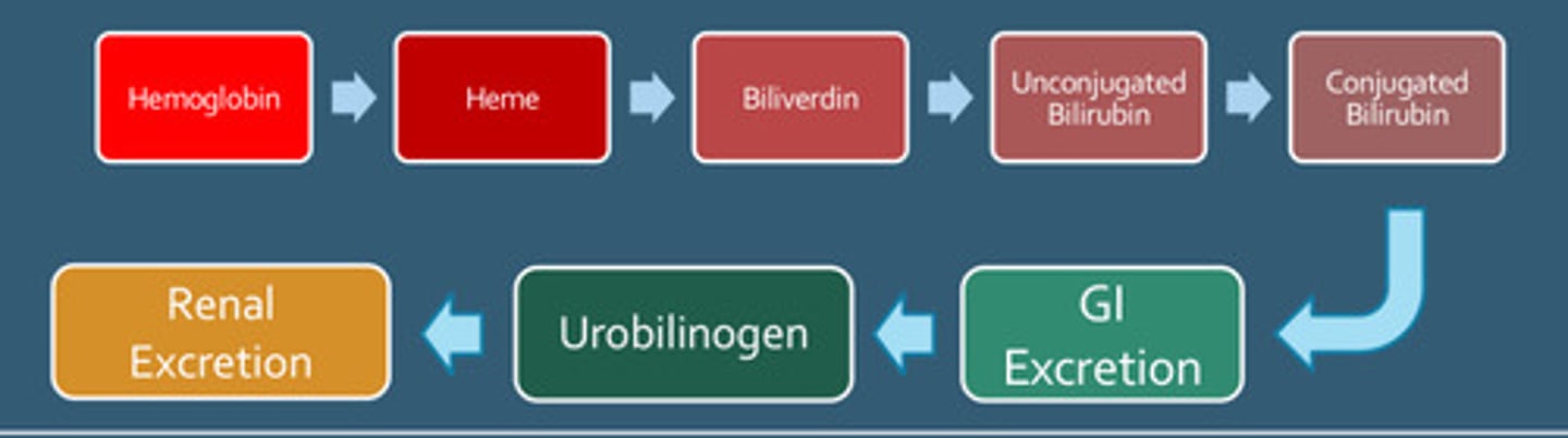 <p>Color: Red</p><p>Bilirubin: Negative</p><p>Urine gen: Positive</p><p>Blood: Positive</p><p>Microscopy: RBC = none (Hemoglobinuria)</p>