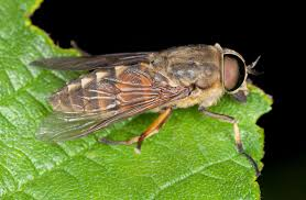 <p><span>Female horseflies feed on blood; males feed on nectar.</span></p><ul><li><p><span>Adults: stout bodied powerful fliers w/ large eyes and excellent vision/both sexes feed on nectars</span></p></li><li><p><span>Females use knife-like mandibles and maxillae to make an incision and then lap up the blood from the pool</span></p></li></ul><p></p>