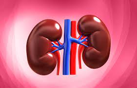 <p>Bean-shaped organs that filter waste from the blood and are part of the urinary system.</p>