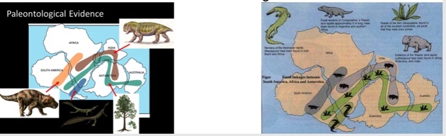 <p>Matching fossils</p>