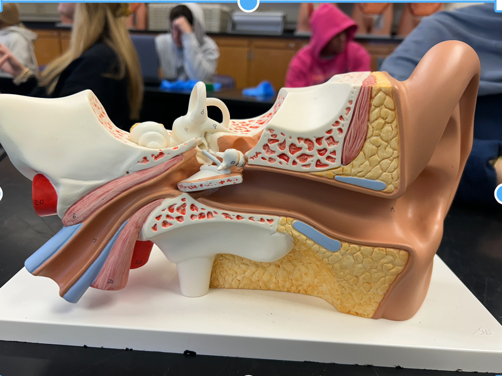 <p>external acoustic meatus</p>