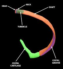 <p>shaft</p>