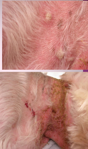 <ul><li><p>“Blister”</p></li><li><p><span style="color: rgb(136, 136, 136);"><strong>Et:</strong> </span>Viral, insects, genetic (HLA), penicillamine, phenylbutazone, UV light, chronic skin dx, stress</p><ul><li><p><strong>#1 intraepidermal vesiculo-pustular dx</strong></p></li><li><p><span style="color: red;"><strong><u>Subcorneal and follicular</u></strong></span></p></li></ul></li><li><p><span style="color: rgb(136, 136, 136);"><strong>Sig:</strong></span> 5y, DSH</p></li><li><p><span style="color: rgb(136, 136, 136);"><strong>Cs:</strong></span> transient pustules → <strong>crusts/scaling</strong>, alopecia, polycyclic borders, systemic dx, likes haired skin, pruritus ¼ of dogs</p><ul><li><p>face, ears, muzzle (#1) → 80%, footpads, <strong>claws (cats), nipples (cats)</strong></p></li><li><p><strong>Bilateral, symmetrical</strong>, rapidly progressive (3-12m)</p></li></ul></li></ul><img src="https://knowt-user-attachments.s3.amazonaws.com/2094dd08-1038-4226-a654-dd5cb2c42569.png" data-width="50%" data-align="center" alt="Dogs"><img src="https://knowt-user-attachments.s3.amazonaws.com/a38b3abc-01fe-401a-8818-80b57d4beb28.png" data-width="25%" data-align="center" alt="Cats"><ul><li><p><span style="color: rgb(136, 136, 136);"><strong>Dt: </strong></span>Cytology w/ <strong><u>acantholytic</u></strong> keratinocytes in pustules, Biopsy w/ intragranular/subcorneal pustules + neutrophils/eosinophils</p></li></ul><img src="https://knowt-user-attachments.s3.amazonaws.com/62c84611-80bb-4e8e-923c-e9bff4e44136.png" data-width="25%" data-align="center" alt="Cytology sample"><img src="https://knowt-user-attachments.s3.amazonaws.com/56e12072-55b2-4dfe-8b10-289f4a8f6e2d.png" data-width="25%" data-align="center" alt="Biopsy sample"><p></p>