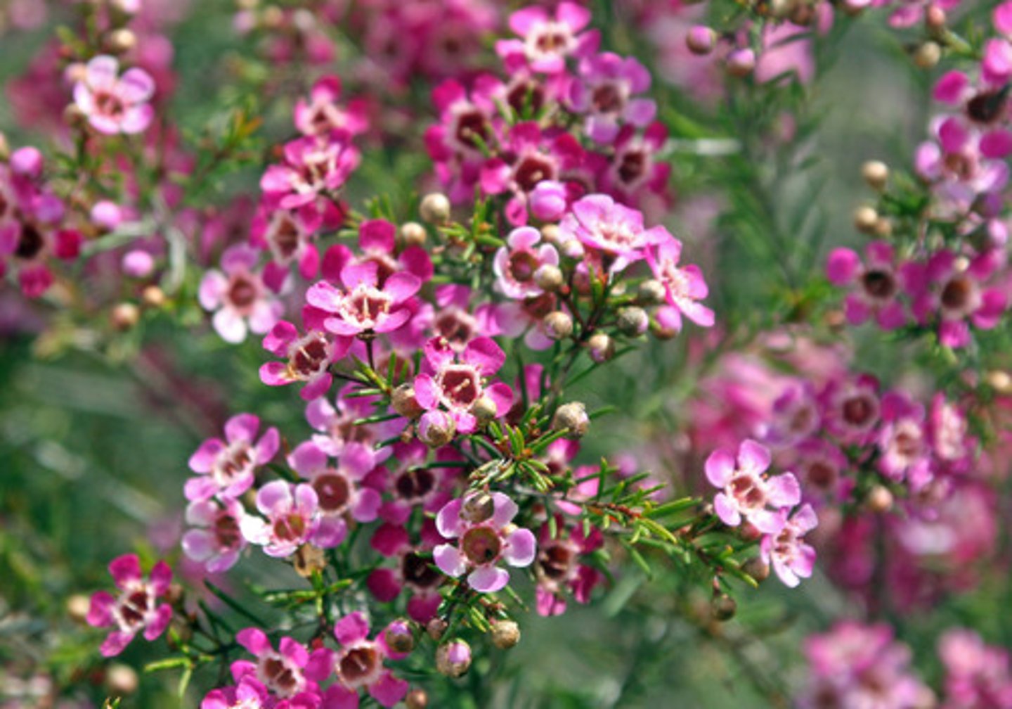 <p>Wax Flower; Filler</p>