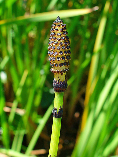 <p>Identify</p>