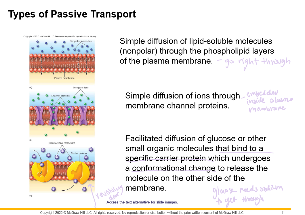 membrane channel

carrier protein
