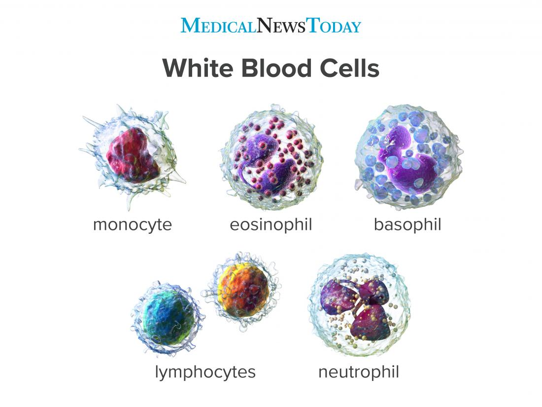 <p>Cells that are able to engulf/swallow invading bacteria to fight infection by digesting them with enzymes. They can destroy damaged old cells in the body. </p><p>Flexible cell membrane - to consume invaders </p><p>Ribosome rich - To form proteins to attack invaders</p><p>Lysosome rich - to break down substances absorbed</p>