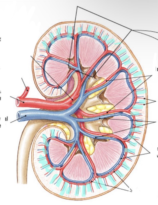 Artery red, vein blue 