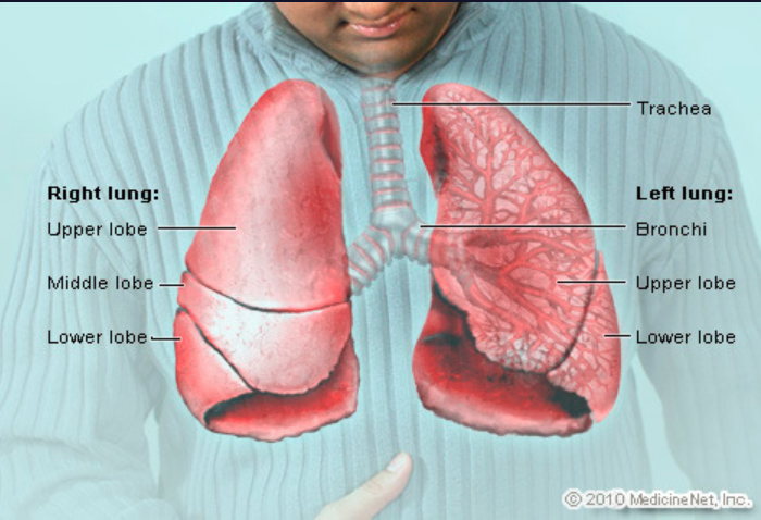The organ where gas exchange occurs, consisting of right and left lobes.