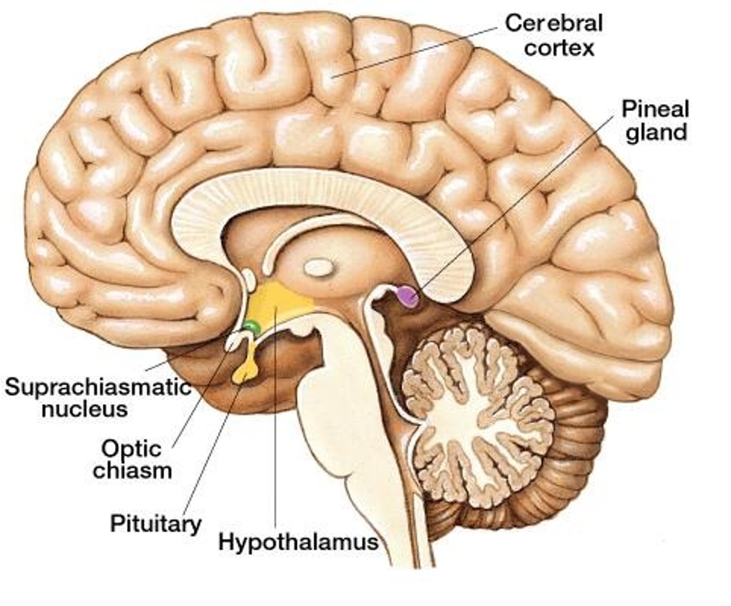 <p>A hormone manufactured by the pineal gland that produces sleepiness. Sunlight decreases melatonin and darkness increases melatonin.</p>