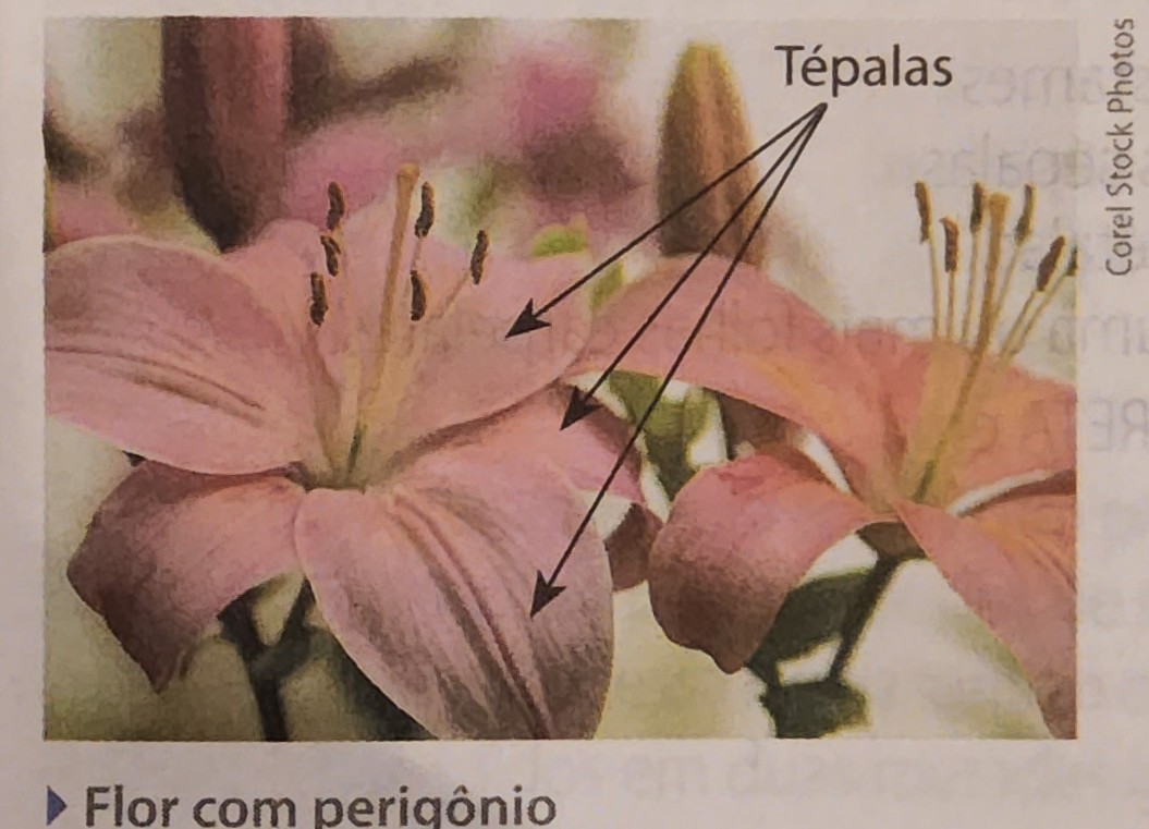 * perianto; 
  * eudicotiledôneas
  * pétalas diferentes das sépalas
* perigônio;  \[foto\]
  * monocotiledôneas
  * sépalas iguais as pétalas = tépalas
  * conjunto de tépalas = perigônio