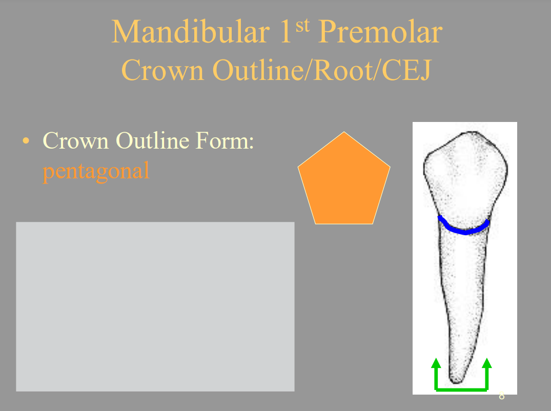 <p>C. Pentagonal</p>