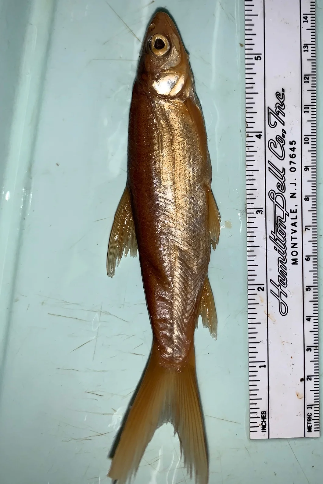 <p>What fish is this?</p>