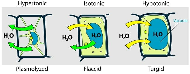 <p>Less <strong>water </strong>concentration<strong> </strong>and MORE <strong>solute </strong>concentration</p>