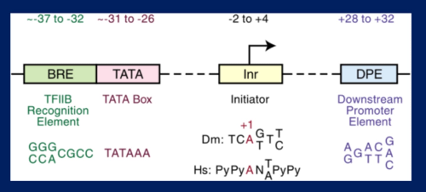 <p>-Core promoter - The shortest sequence at which an RNA polymerase can initiate transcription (typically at a much lower level than that displayed by a promoter containing additional elements)</p><p>-For mammalian RNA polymerase II it is the minimal sequence at which the basal transcription apparatus can assemble, and it often includes one or more of three sequence elements: TATA box, the Inr (Initiator element ) like the TATA box, and the DPE</p><p>-It is typically ~40 bp long</p>