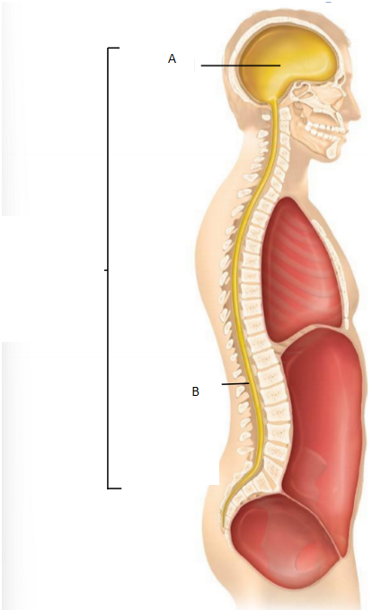 <p>What is the cavity in part A called?</p>