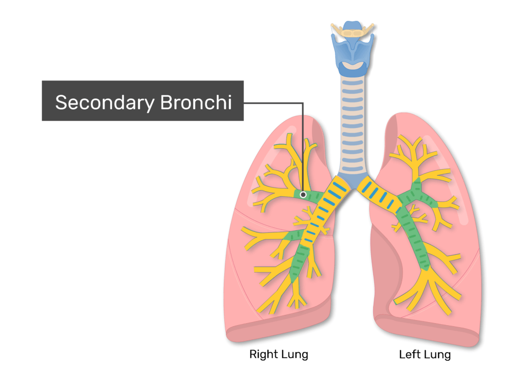 <p>first shoot offs of main stem bronchi</p>