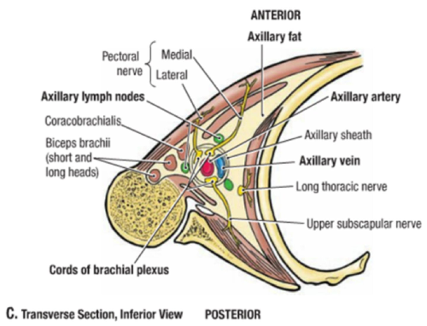 <p>Axillary artery and branches</p><p>Axillary vein and tributaries</p><p>Cords and branches of brachial plexus (medial, lateral, posterior cord)</p><p>Cephalic vein</p><p>Axillary lymph nodes</p>