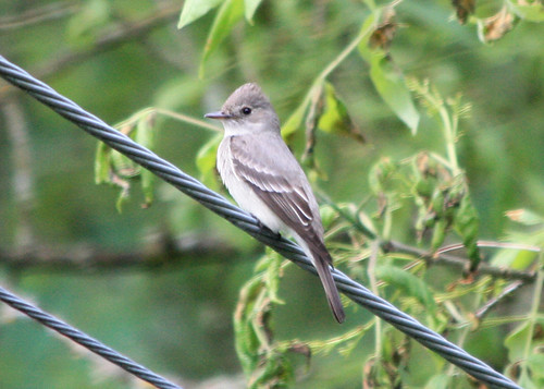 <p>Order: Passeriformes Family: Tyrannidae</p>