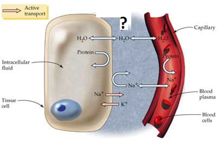 <p>Fluid outside the body cell <br>makes up 75% of extracellular fluid</p>